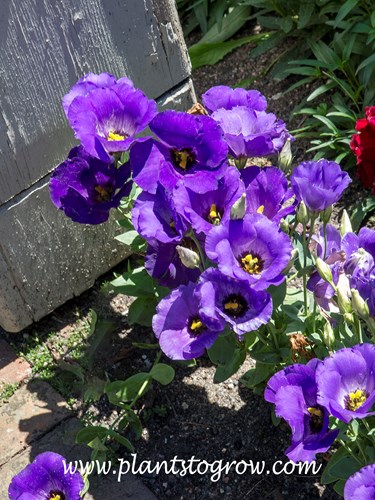 Forever Blue Lisianthus (Eustoma grandiflorum)